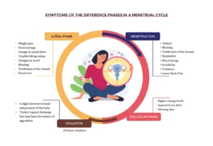 Menstrual Cycle